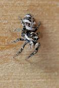 zebraspin (salticus scenicus) 3-2012 5548